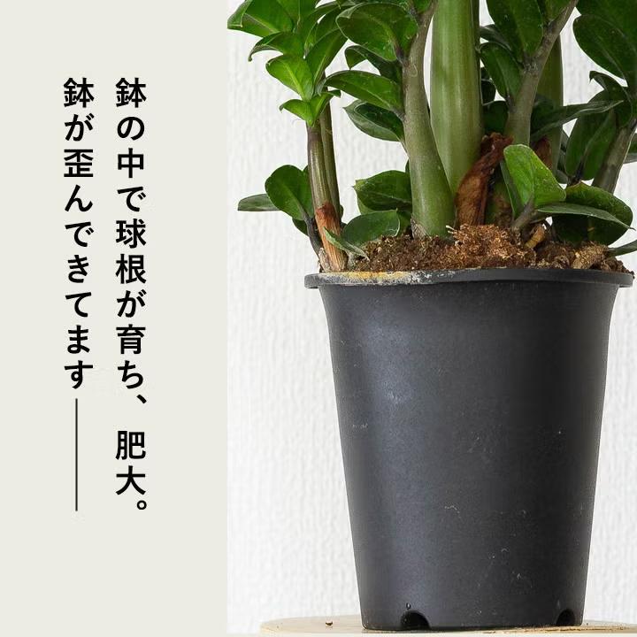 観葉植物 ザミオクルカス ゼンジー（陰に強い観葉植物） : e-花屋さん