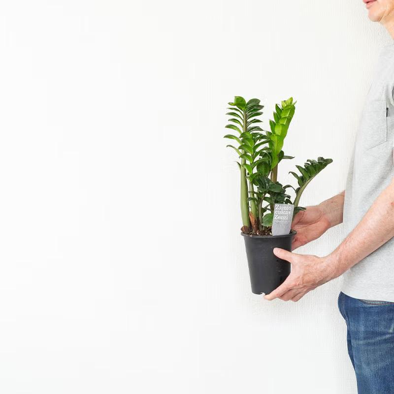 観葉植物 ザミオクルカス ゼンジー（陰に強い観葉植物） : e-花屋さん