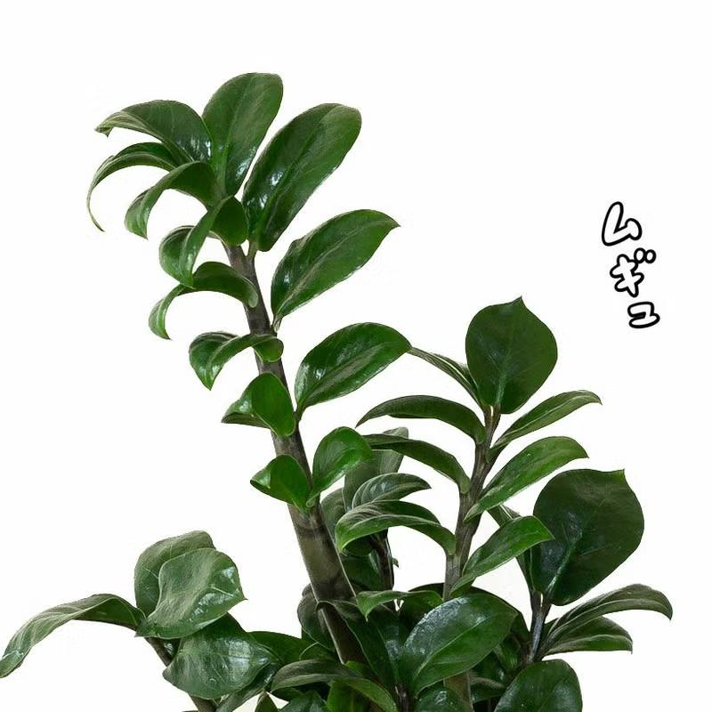 観葉植物 ザミオクルカス ゼンジー（陰に強い観葉植物） : e-花屋さん
