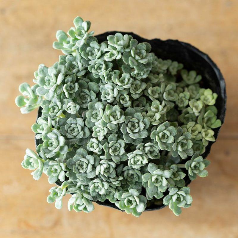 観葉植物 セダム 白雪ミセバヤ（シラユキミセバヤ）3号苗 : e-花屋さん