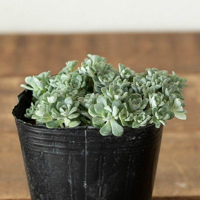 観葉植物 セダム 白雪ミセバヤ（シラユキミセバヤ）3号苗 : e-花屋さん