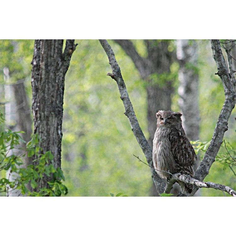RHYTHM（時計） リズム時計 日本野鳥の会 四季の野鳥 報時