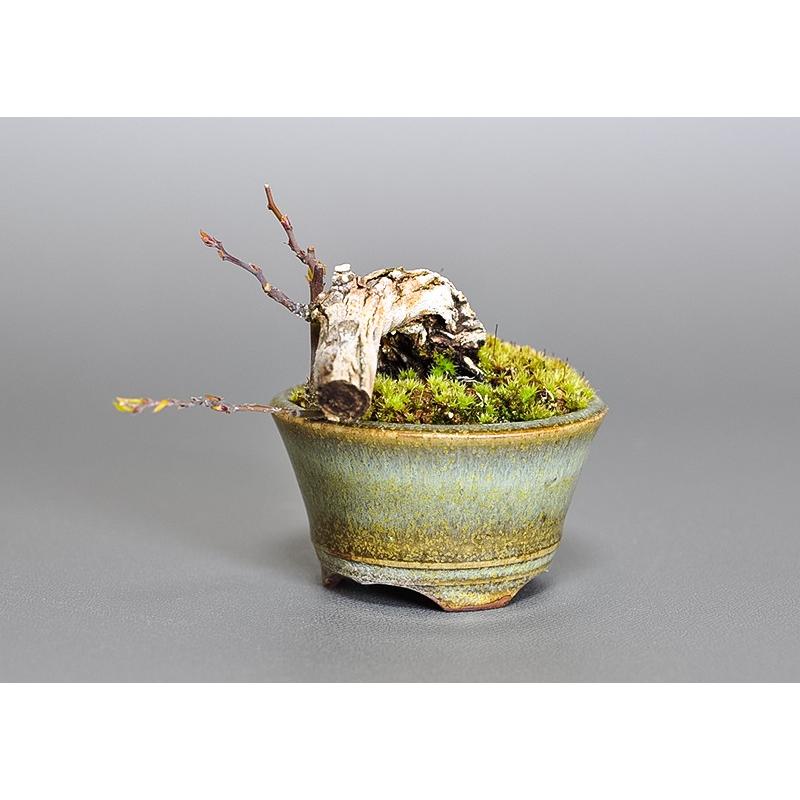 プチ盆栽　3599　クマヤナギ（くまやなぎ・熊柳）盆栽 |  | 02