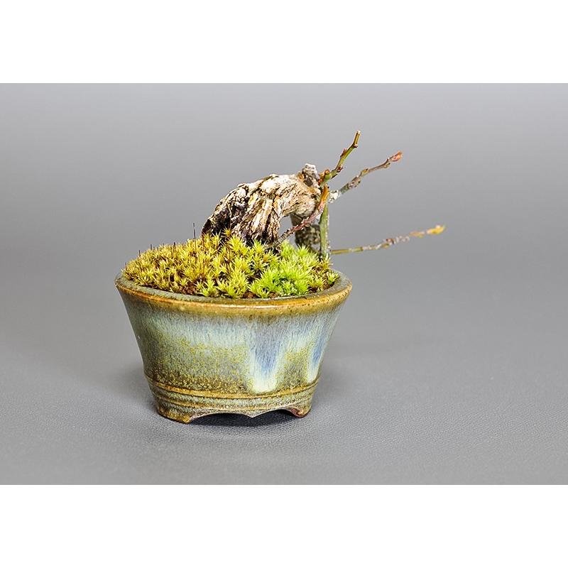 プチ盆栽 3599 クマヤナギ（くまやなぎ・熊柳）盆栽 : e-盆栽 ヤフー店