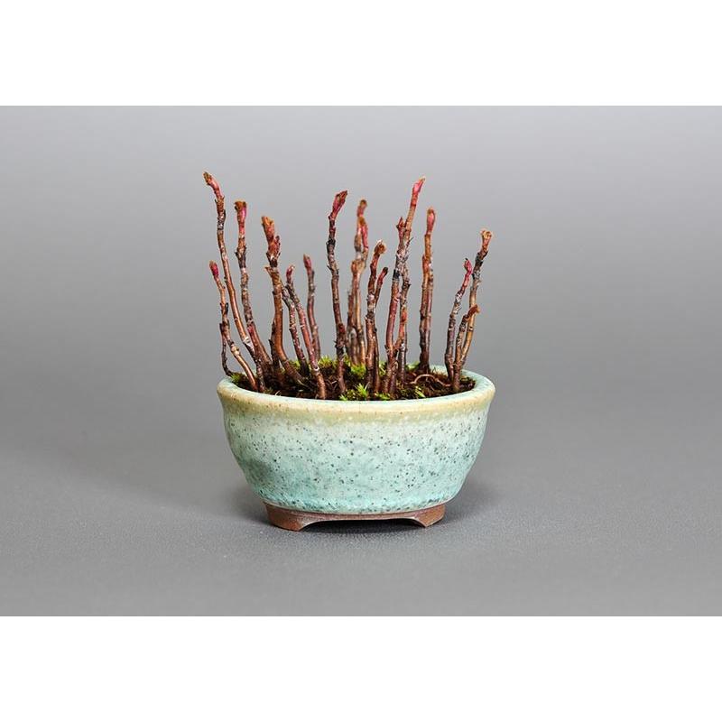 プチ盆栽　ナナカマド（ななかまど・七竃）盆栽　3651 |  | 01