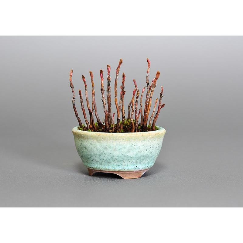 プチ盆栽　ナナカマド（ななかまど・七竃）盆栽　3651 |  | 02