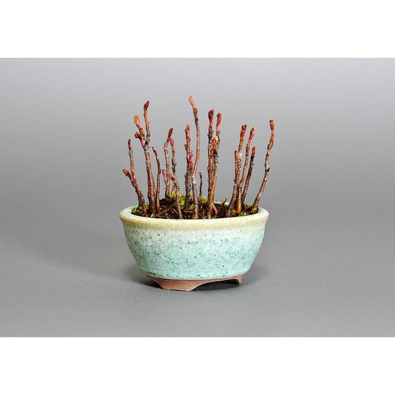 プチ盆栽　ナナカマド（ななかまど・七竃）盆栽　3651 |  | 03