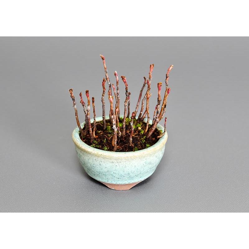 プチ盆栽　ナナカマド（ななかまど・七竃）盆栽　3651 |  | 04