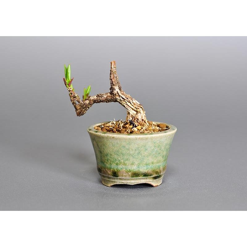 プチ盆栽　マユミ（まゆみ・真弓）盆栽　3652 |  | 01