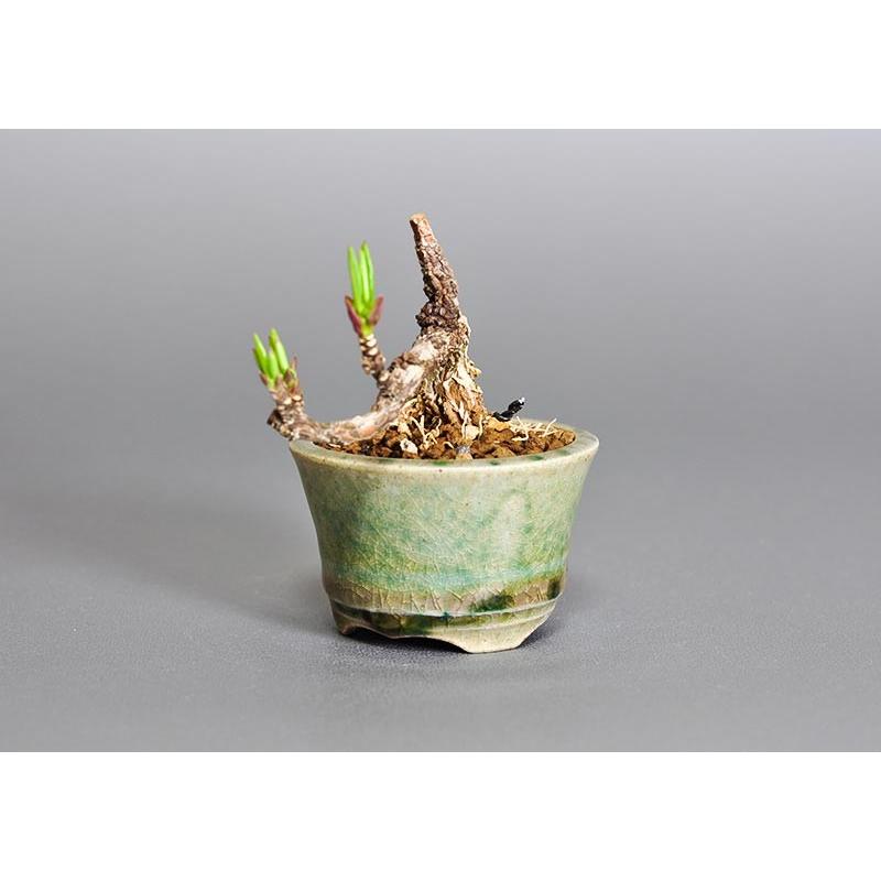 プチ盆栽　マユミ（まゆみ・真弓）盆栽　3652 |  | 02