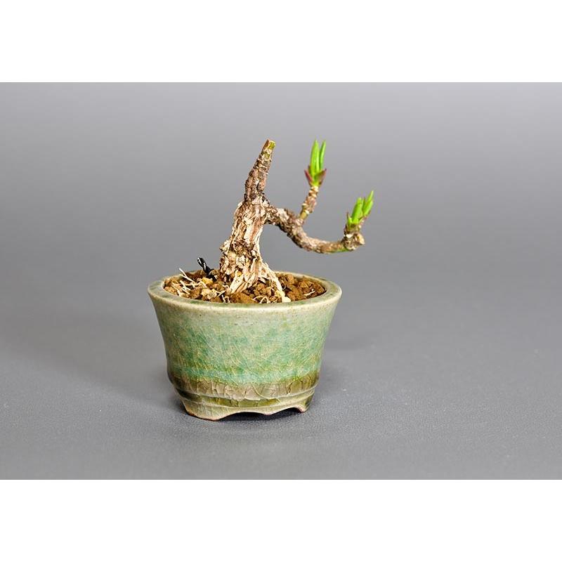 プチ盆栽　マユミ（まゆみ・真弓）盆栽　3652 |  | 03