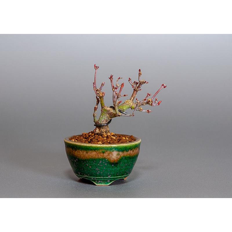 豆盆栽 イロハモミジ盆栽 いろは紅葉 豆盆栽 3813 3813 E 盆栽 ヤフー店 通販 Yahoo ショッピング