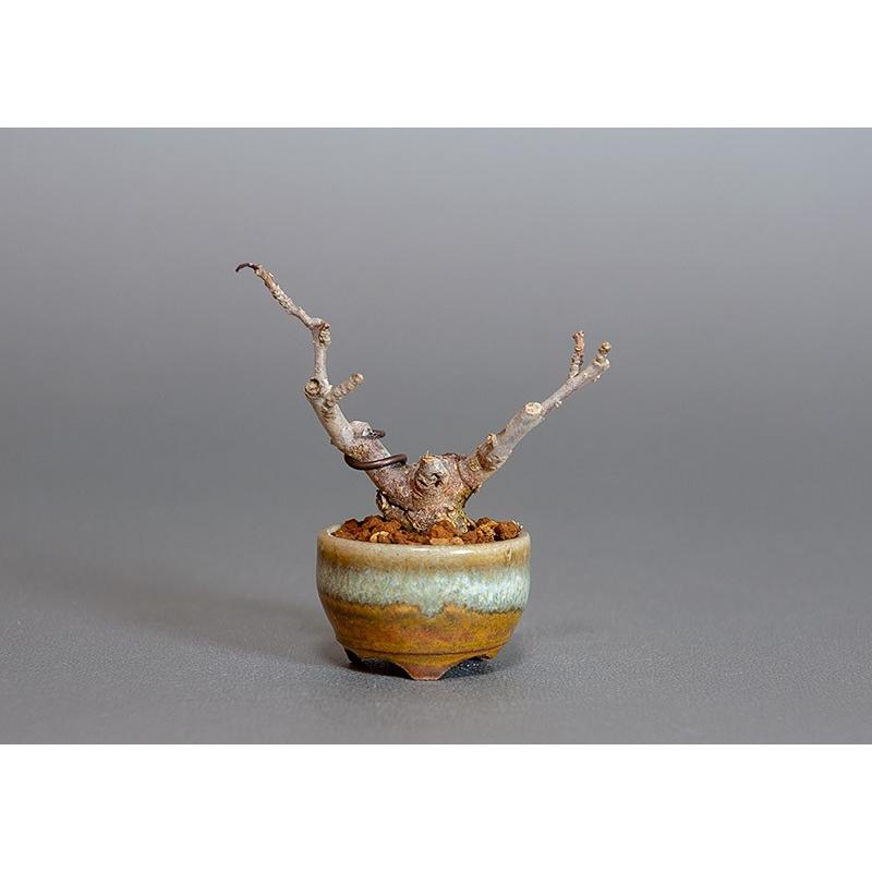 プチ盆栽　ウメモドキ（うめもどき・梅擬）盆栽　3816 | 