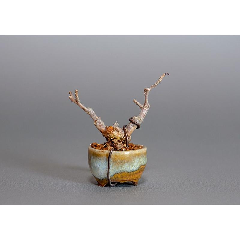 プチ盆栽　ウメモドキ（うめもどき・梅擬）盆栽　3816 |  | 01