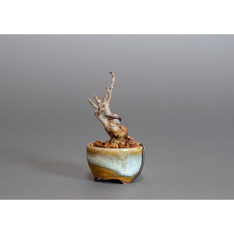 プチ盆栽　ウメモドキ（うめもどき・梅擬）盆栽　3816 |  | 02