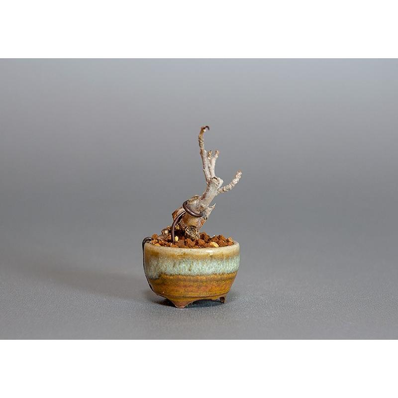 プチ盆栽　ウメモドキ（うめもどき・梅擬）盆栽　3816 |  | 03