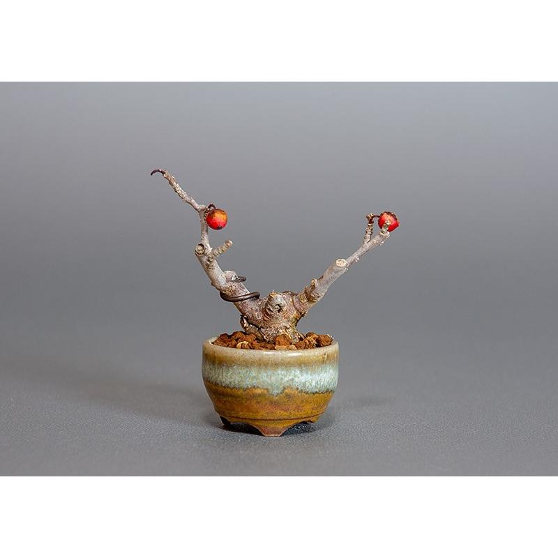 プチ盆栽　ウメモドキ（うめもどき・梅擬）盆栽　3816 |  | 04