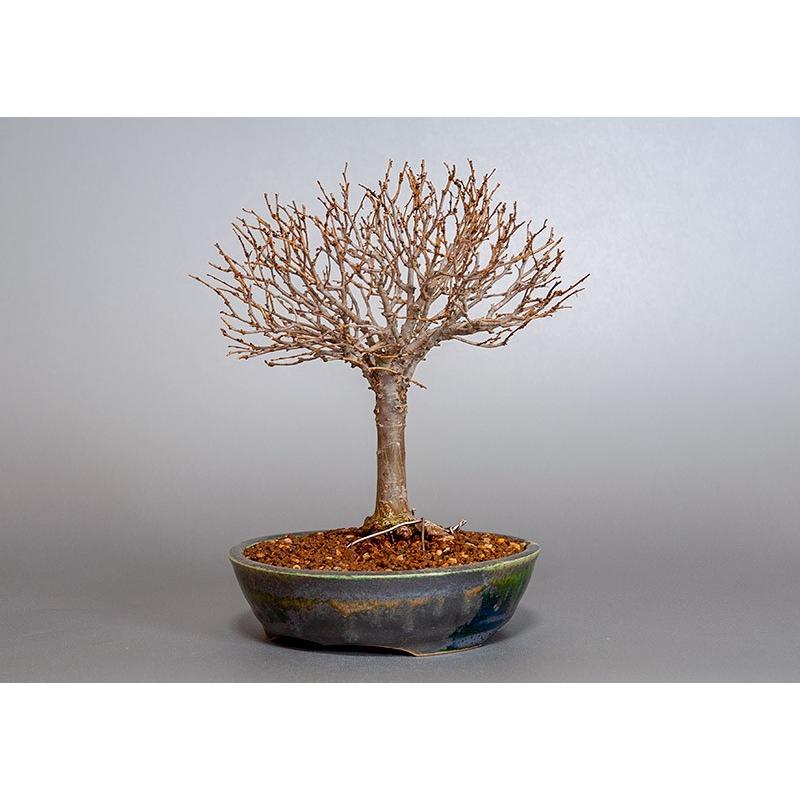 ［即日発送］ 盆栽　ケヤキ盆栽　欅（けやき・ミニ盆栽 箒立ち欅）3840 【YW7266407477】(25520円)