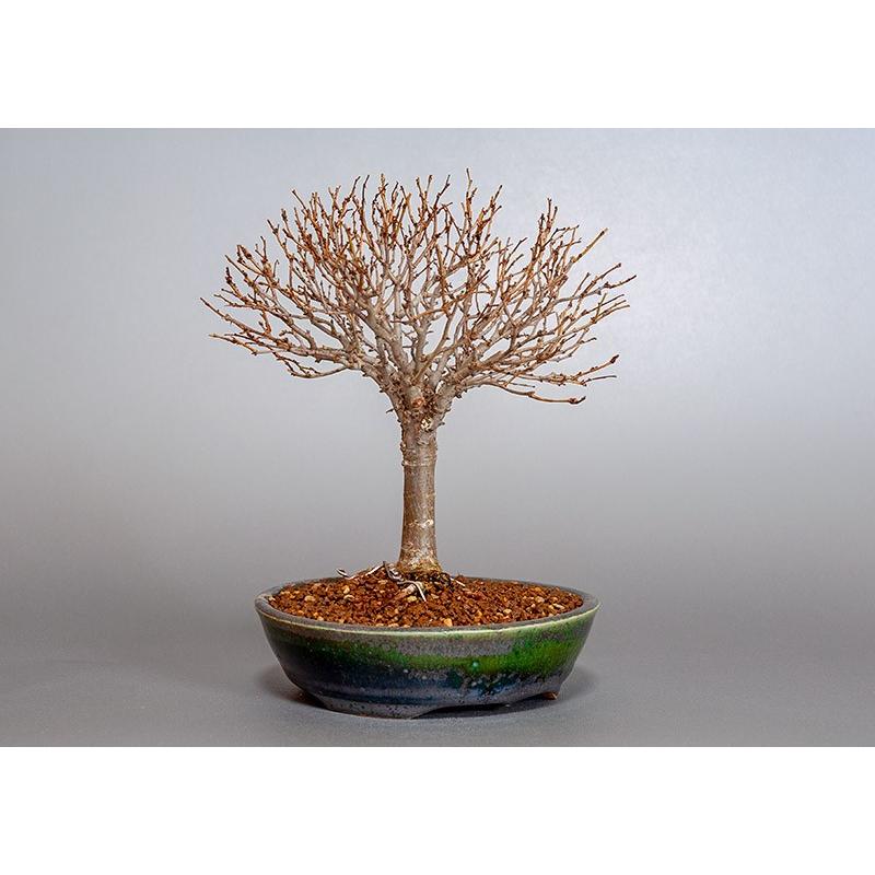 ［即日発送］ 盆栽　ケヤキ盆栽　欅（けやき・ミニ盆栽 箒立ち欅）3840 【YW7266407477】(25520円)