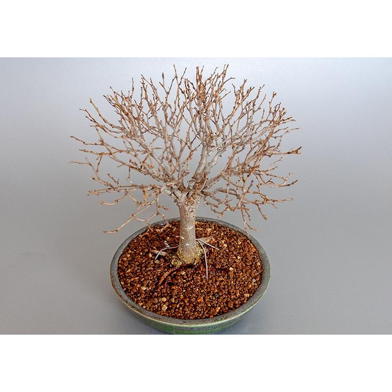［即日発送］ 盆栽　ケヤキ盆栽　欅（けやき・ミニ盆栽 箒立ち欅）3840 【YW7266407477】(25520円)