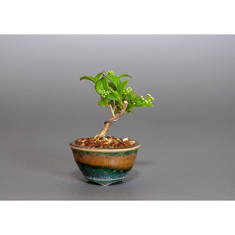 プチ盆栽　サワフタギ（さわふたぎ・沢蓋木）小さな盆栽　3844 | 