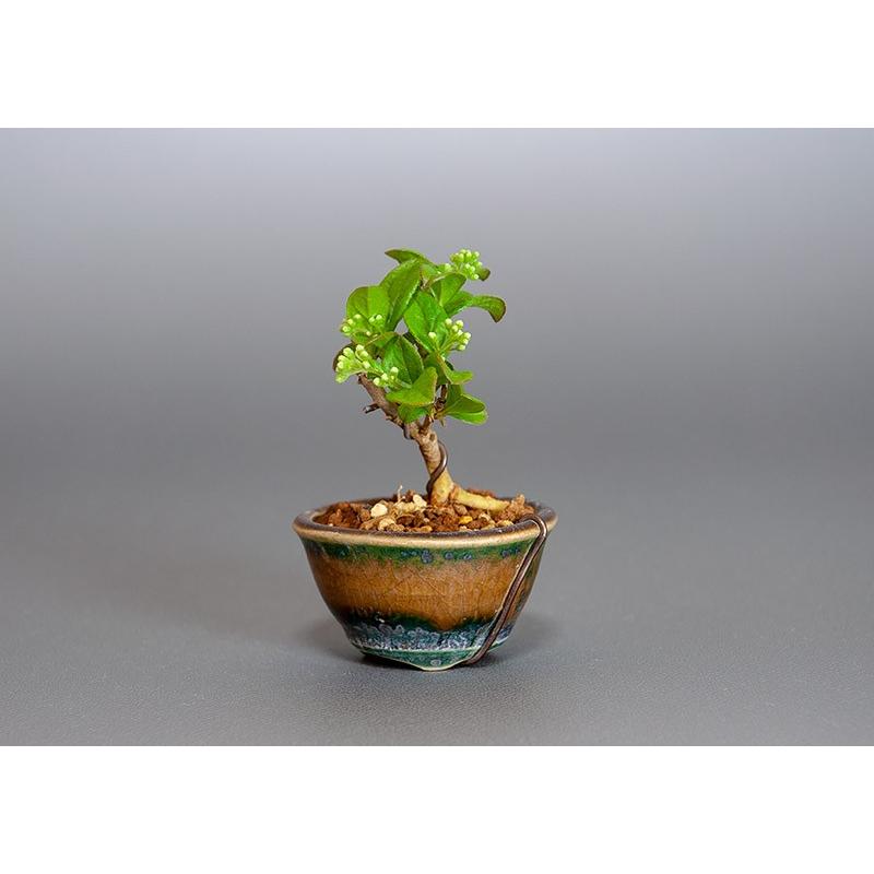 プチ盆栽　サワフタギ（さわふたぎ・沢蓋木）小さな盆栽　3844 |  | 02
