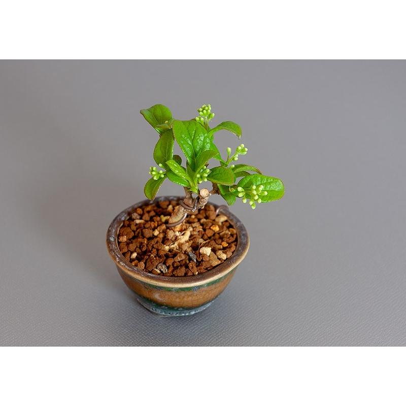 プチ盆栽　サワフタギ（さわふたぎ・沢蓋木）小さな盆栽　3844 |  | 04