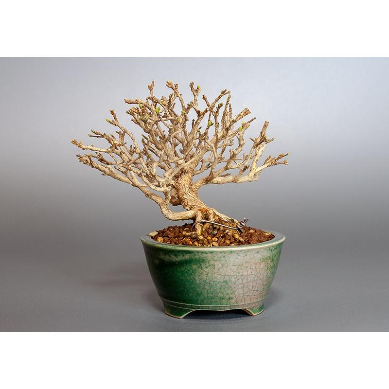 ミニ盆栽　ニオイカエデ盆栽　匂い楓（においかえで・ミニ盆栽 匂い楓）3846 |  | 01