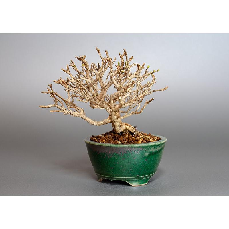 ミニ盆栽　ニオイカエデ盆栽　匂い楓（においかえで・ミニ盆栽 匂い楓）3846 |  | 02