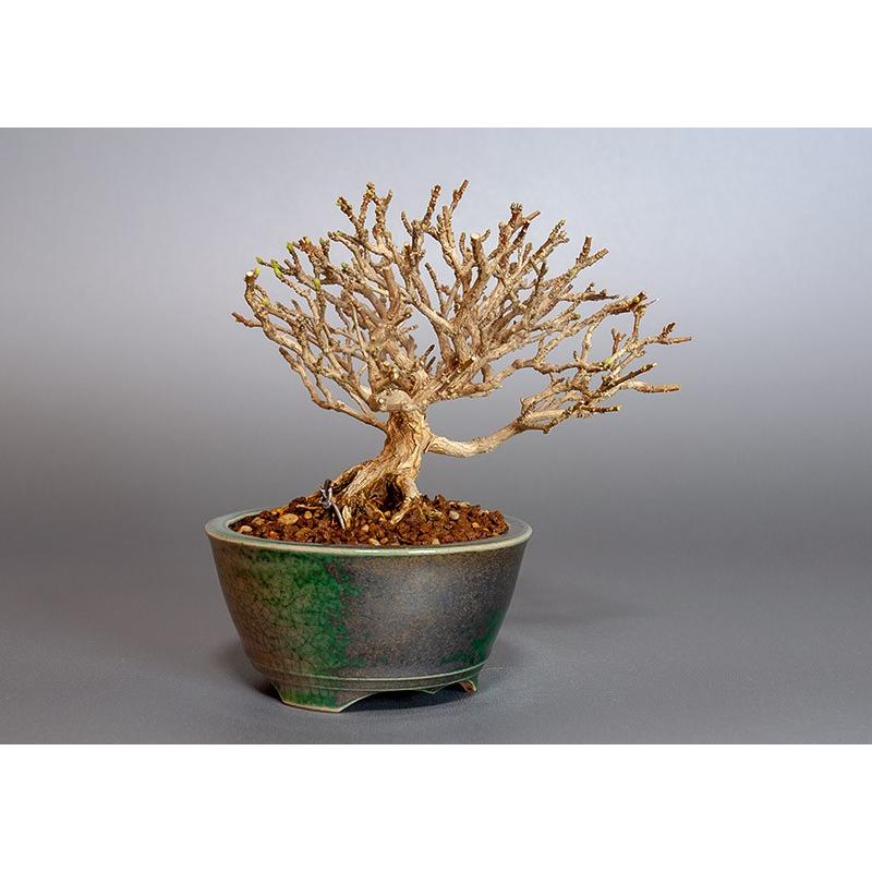 ミニ盆栽　ニオイカエデ盆栽　匂い楓（においかえで・ミニ盆栽 匂い楓）3846 |  | 03