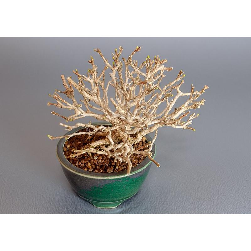 ミニ盆栽　ニオイカエデ盆栽　匂い楓（においかえで・ミニ盆栽 匂い楓）3846 |  | 04