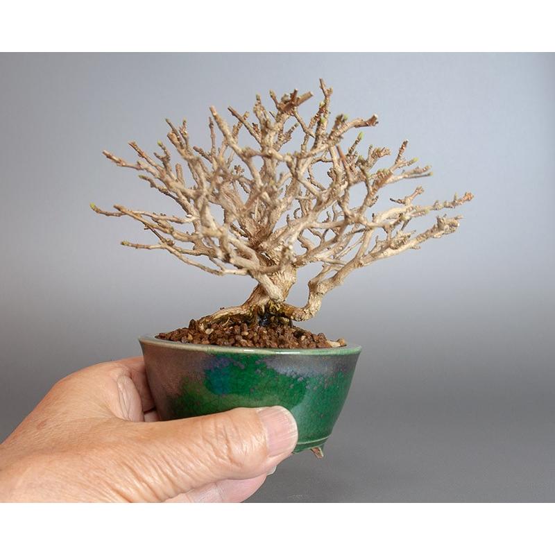 ミニ盆栽　ニオイカエデ盆栽　匂い楓（においかえで・ミニ盆栽 匂い楓）3846 |  | 05