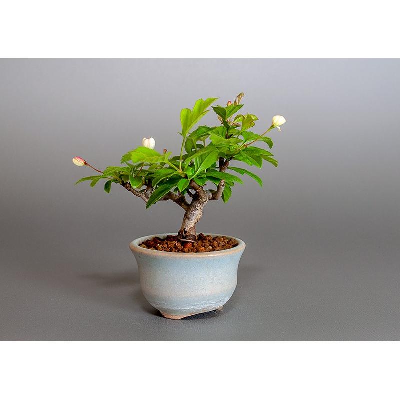 ミニ盆栽 キミズミ盆栽 きみずみ 小さな盆栽 黄実酢実 3859 3859 E 盆栽 ヤフー店 通販 Yahoo ショッピング