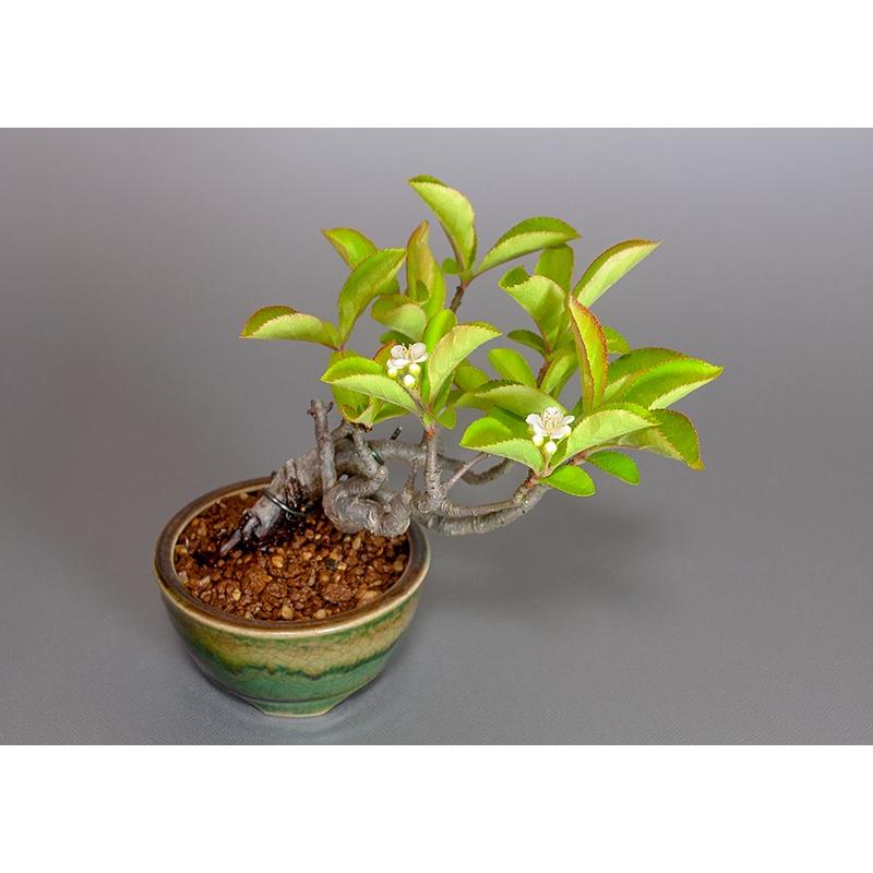ミニ盆栽 カマツカ盆栽 鎌柄 かまつか ミニ盆栽 鎌柄 3878 3878 E 盆栽 ヤフー店 通販 Yahoo ショッピング