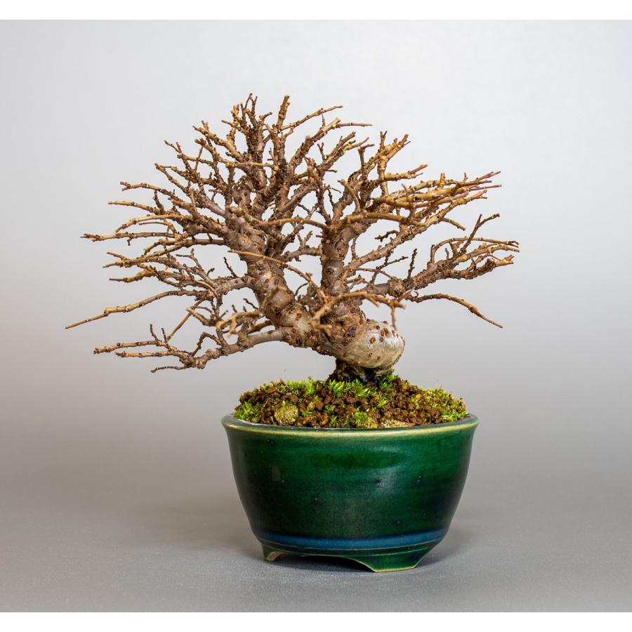 盆栽 ニレケヤキ盆栽 にれけやき 楡欅 小品盆栽 31 31 E 盆栽 ヤフー店 通販 Yahoo ショッピング