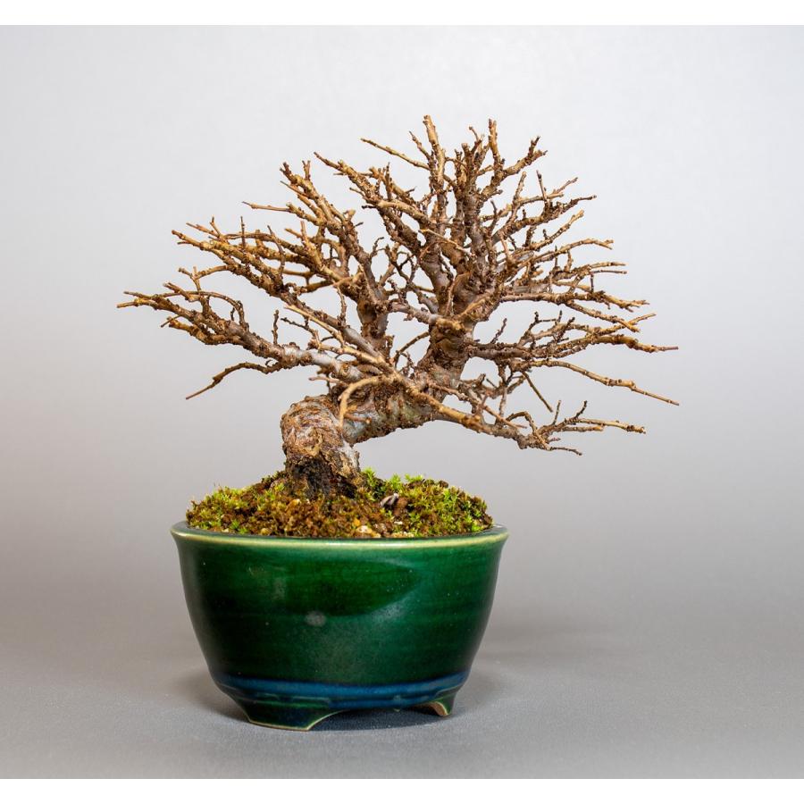 盆栽 ニレケヤキ盆栽 にれけやき 楡欅 小品盆栽 31 31 E 盆栽 ヤフー店 通販 Yahoo ショッピング
