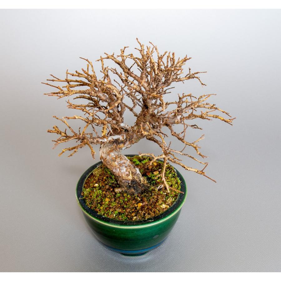 盆栽 ニレケヤキ盆栽 にれけやき 楡欅 小品盆栽 31 31 E 盆栽 ヤフー店 通販 Yahoo ショッピング