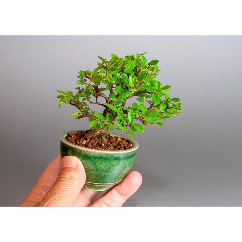 ミニ盆栽 ニレケヤキ盆栽 楡欅 にれけやき ミニ盆栽 楡欅 35 35 E 盆栽 ヤフー店 通販 Yahoo ショッピング