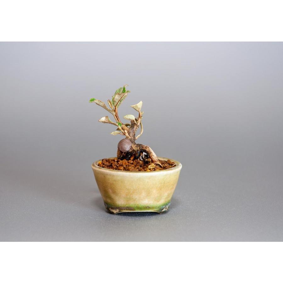プチ盆栽　カングミ　寒茱萸 盆栽（かんぐみ・小葉性 寒茱萸 プチ盆栽）小さな盆栽　3902 |  | 01