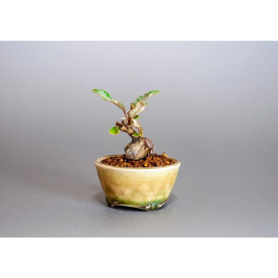 プチ盆栽　カングミ　寒茱萸 盆栽（かんぐみ・小葉性 寒茱萸 プチ盆栽）小さな盆栽　3902 |  | 02