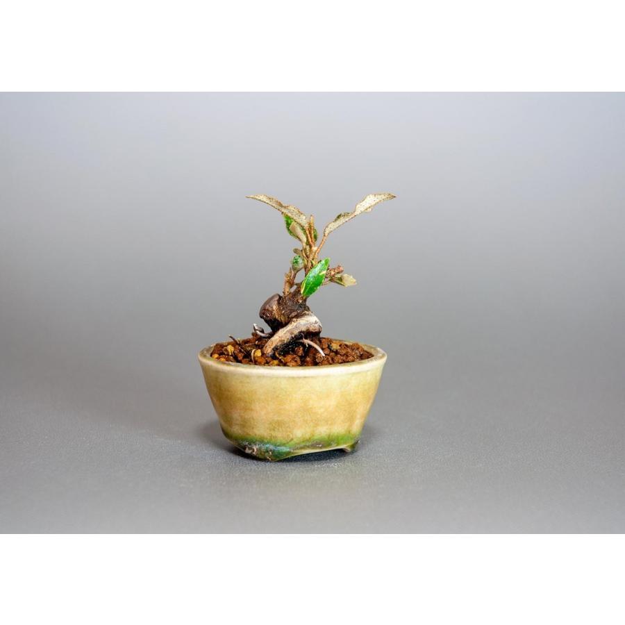 プチ盆栽　カングミ　寒茱萸 盆栽（かんぐみ・小葉性 寒茱萸 プチ盆栽）小さな盆栽　3902 |  | 03