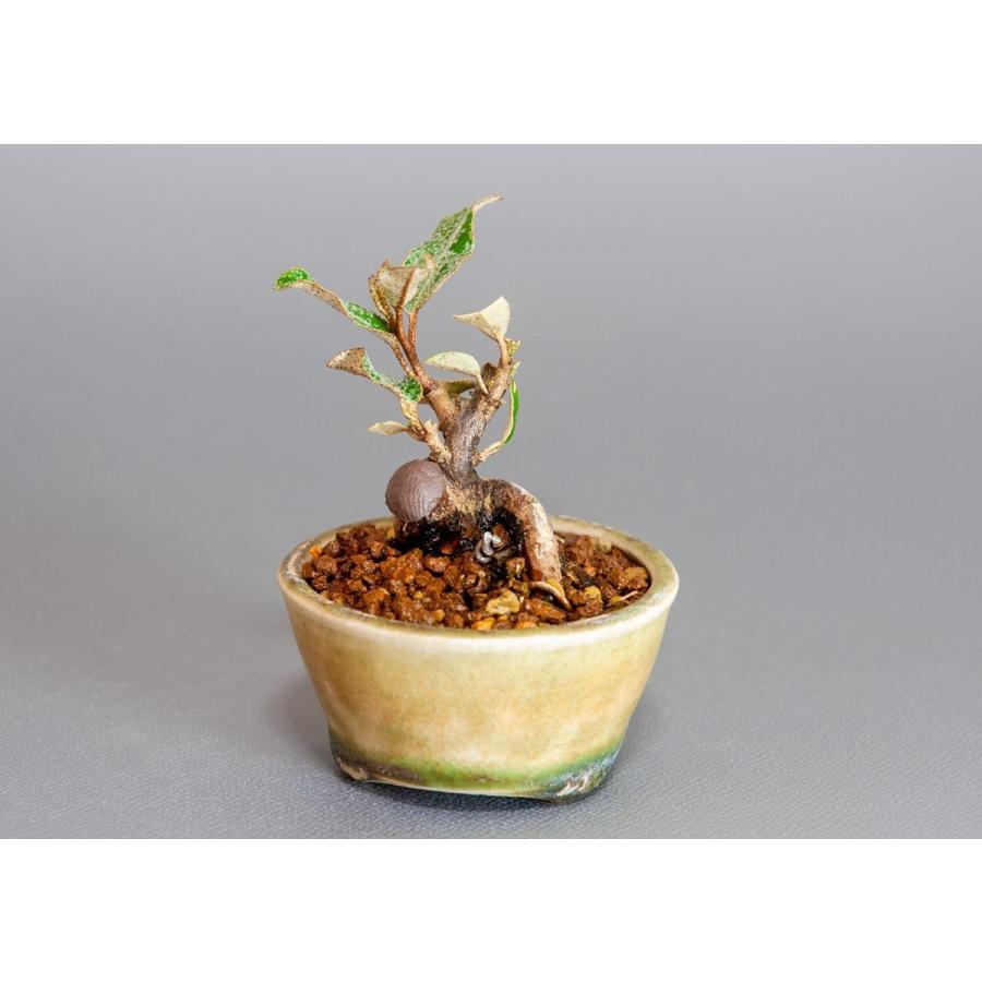 プチ盆栽　カングミ　寒茱萸 盆栽（かんぐみ・小葉性 寒茱萸 プチ盆栽）小さな盆栽　3902 |  | 04