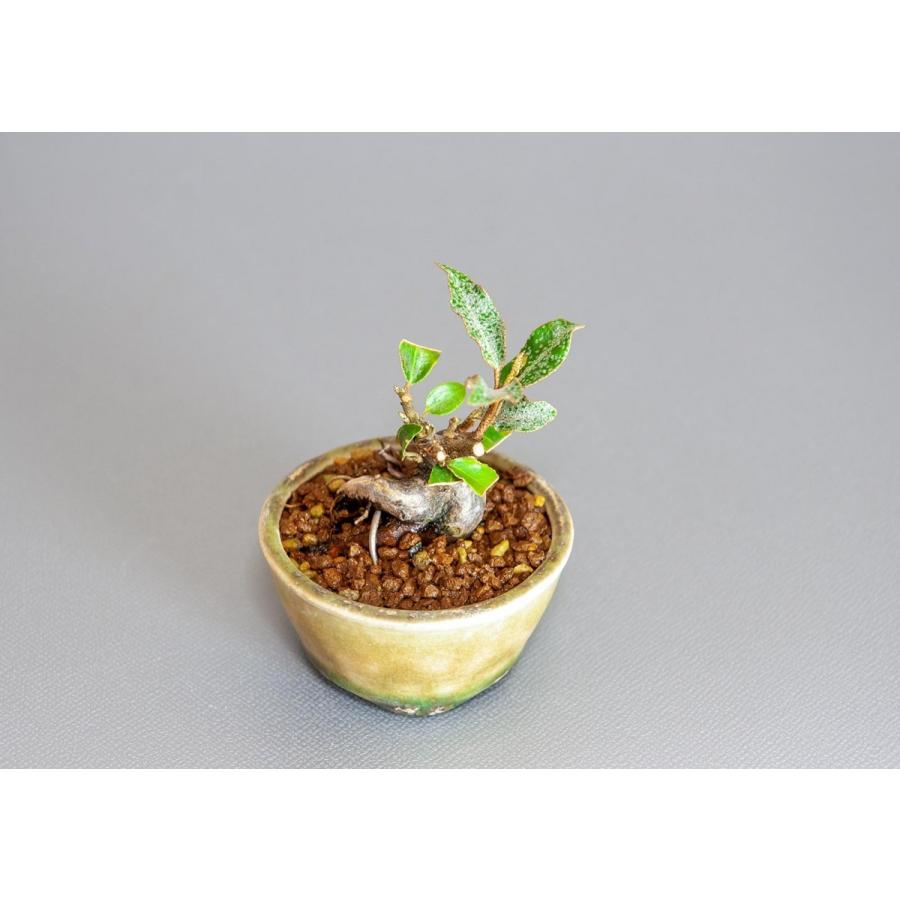 プチ盆栽　カングミ　寒茱萸 盆栽（かんぐみ・小葉性 寒茱萸 プチ盆栽）小さな盆栽　3902 |  | 05