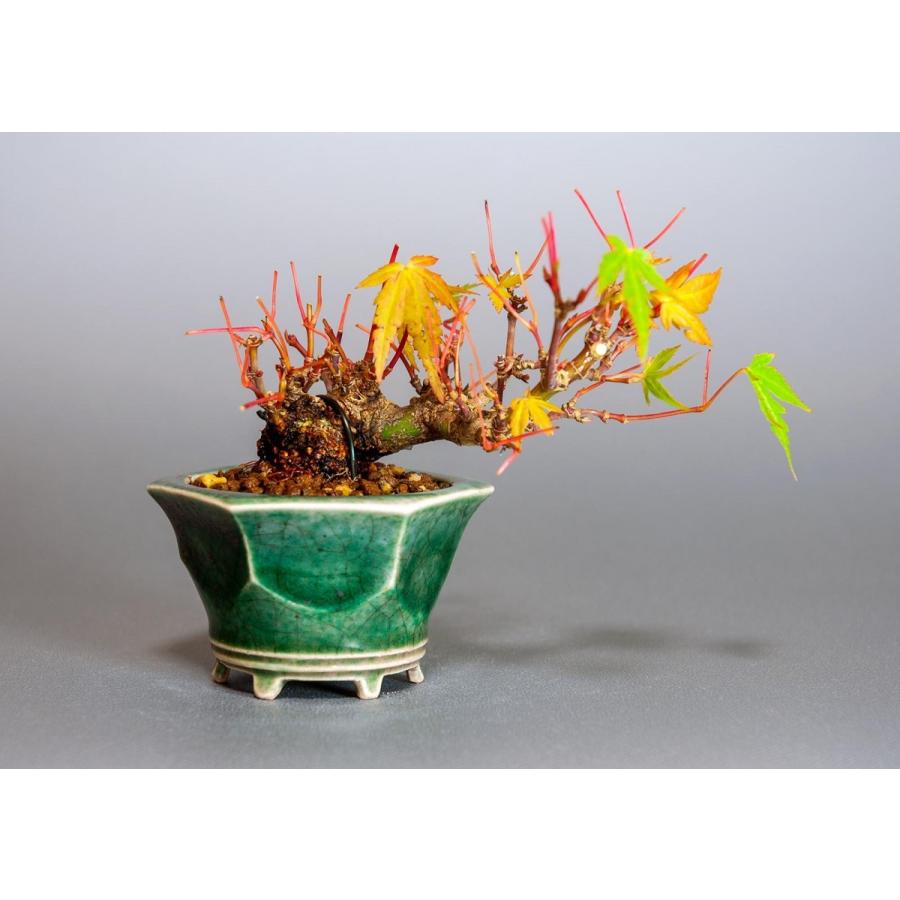 プチ盆栽　イロハモミジ盆栽（いろは紅葉 プチ盆栽）小さな盆栽　3906 | 