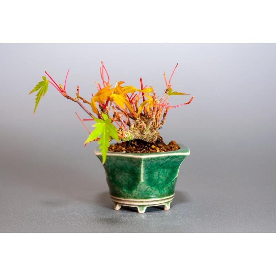 プチ盆栽　イロハモミジ盆栽（いろは紅葉 プチ盆栽）小さな盆栽　3906 |  | 02