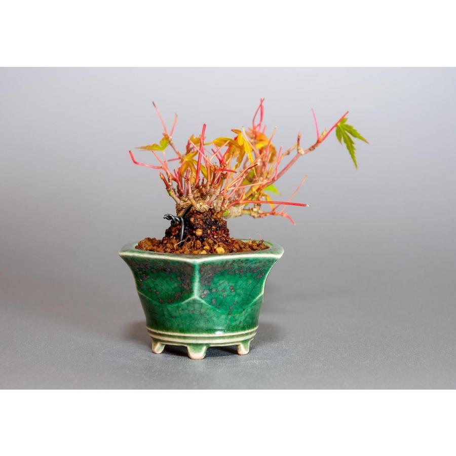 プチ盆栽　イロハモミジ盆栽（いろは紅葉 プチ盆栽）小さな盆栽　3906 |  | 03