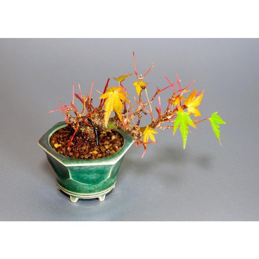 プチ盆栽　イロハモミジ盆栽（いろは紅葉 プチ盆栽）小さな盆栽　3906 |  | 04