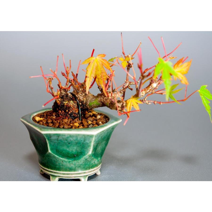 プチ盆栽　イロハモミジ盆栽（いろは紅葉 プチ盆栽）小さな盆栽　3906 |  | 05
