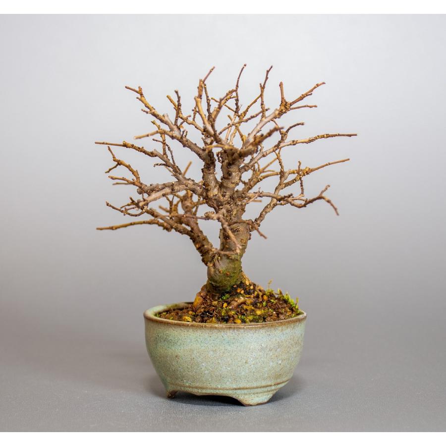 ミニ盆栽 ニレケヤキ盆栽 楡欅 にれけやき ミニ盆栽 楡欅 小さな盆栽 4013 4013 E 盆栽 ヤフー店 通販 Yahoo ショッピング