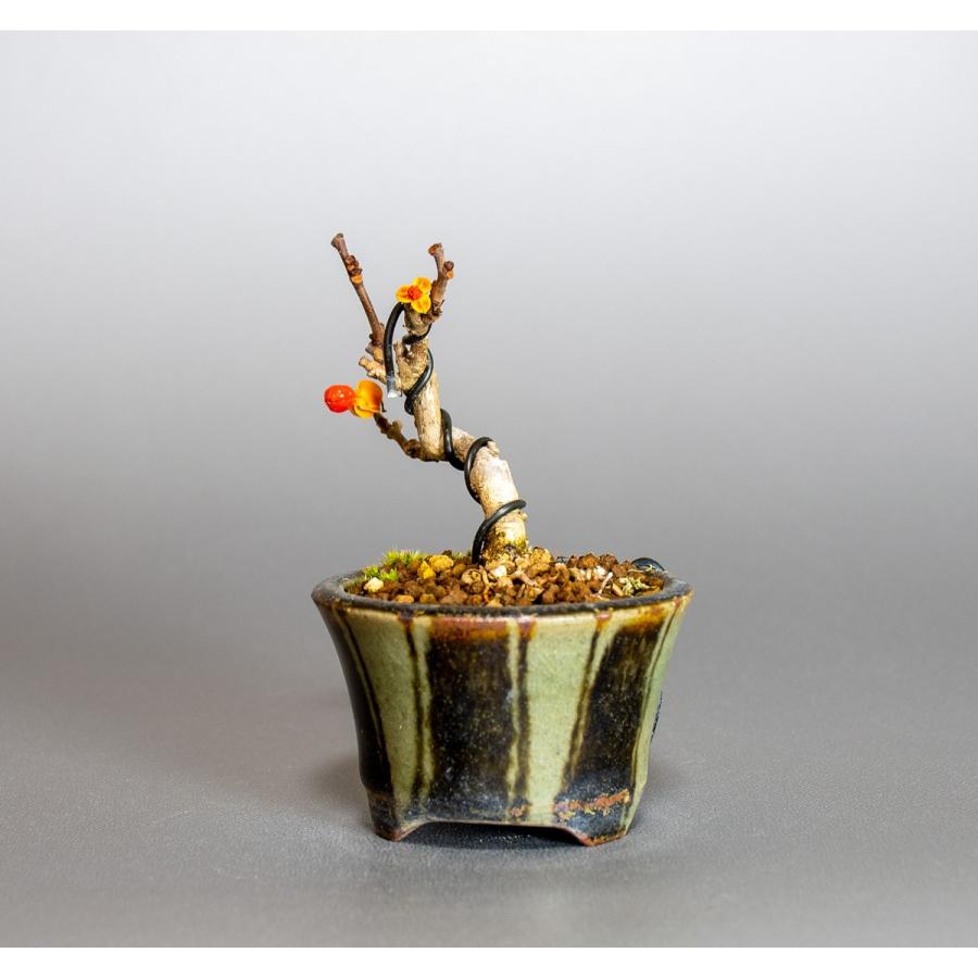 豆盆栽 ツルウメモドキ盆栽 つるうめもどき 蔓梅擬 豆盆栽 小さな盆栽 4035 4035 E 盆栽 ヤフー店 通販 Yahoo ショッピング